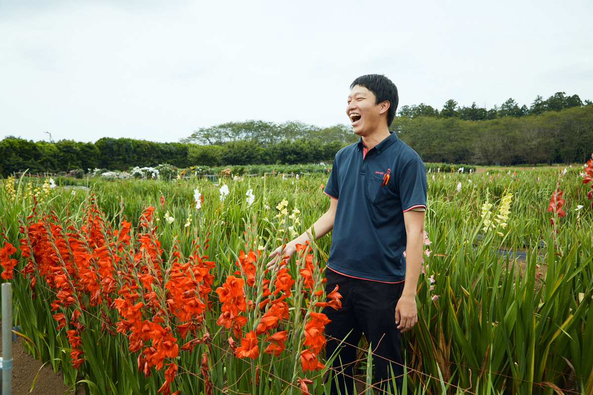 茨城県での「小ギク」「グラジオラス」の高温対策技術と品種育成